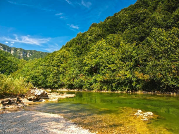 forest river kupa - river kolpa imagens e fotografias de stock