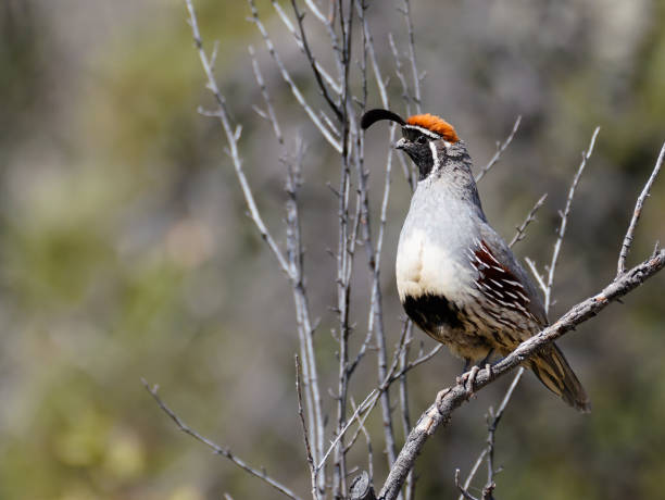 istock A Gambel's Quail Sitting in a Barren Tree 1203417111
