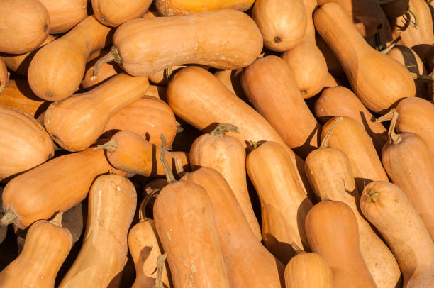 istock Butternut pumpkins closeup 1203417306