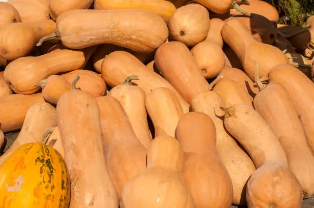 Photo of Butternut pumpkins closeup