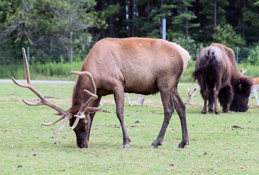 Barasingha Rucervus Duvaucelii or Swamp Deer in Hamilton Safari, Ontario, Canada