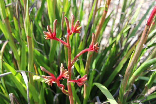 istock red flower in the garden 1203419815