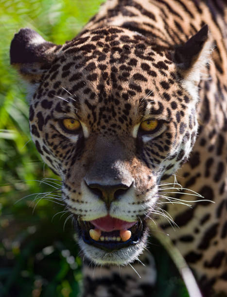 istock Portrait of a wild jaguar 1203419992