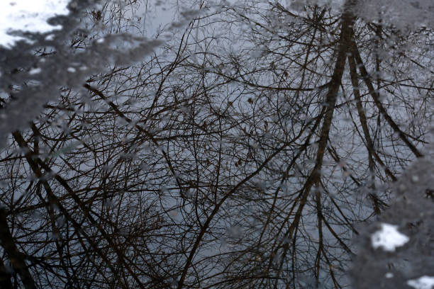 istock Puddle on the pavement with a reflection of a tree 1203420511