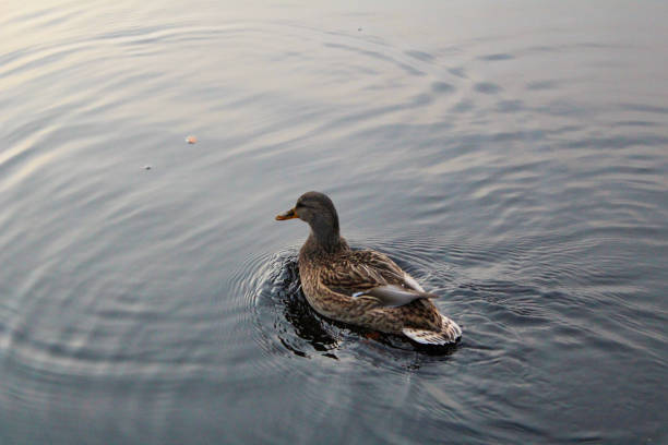 istock river duck Mallard in the river in autumn 1203423301