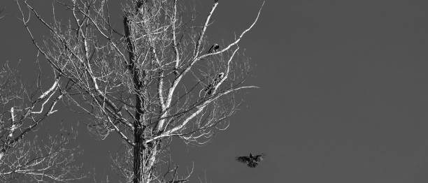 istock Black and white dramatic natural background - crows are sitting on the branches of a dead dry tree 1203423515