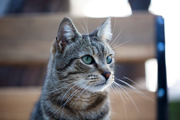 istock stray cat photo, colorful cat 1203424420