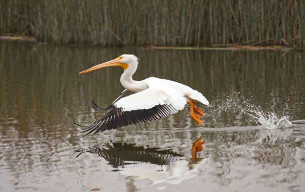 istock White Pelican Takes Off From Pond 1203424582
