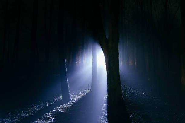 istock Dark and spooky foggy forest at night 1203426276