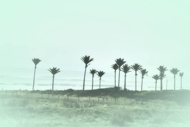 vintage west coast nueva zelanda nikau palm landscape - kahurangi fotografías e imágenes de stock
