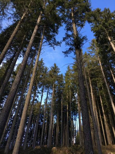 istock Spring at Schliersee, upper Bavaria. Sunny day, nature waking up 1203428592