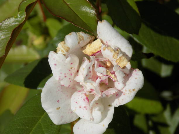 istock Beautiful white rose damaged by insects 1203431723
