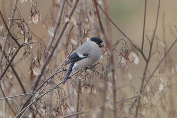 istock The Eurasian bullfinch 1203432793