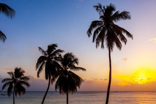 istock Caribbean sunset - Paradise Beach, Barbados 1203435101