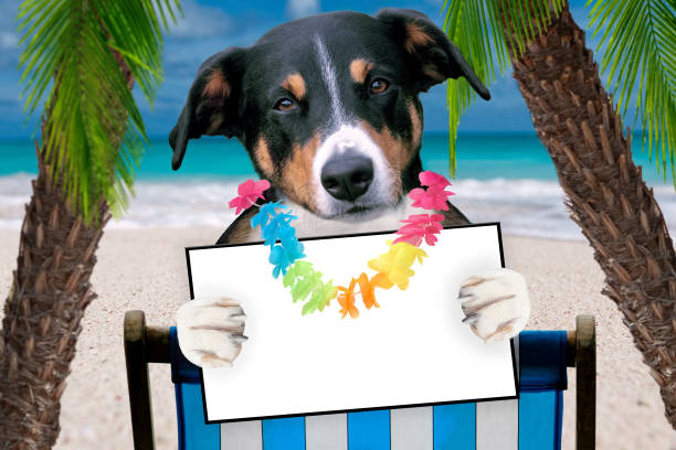 dog beach chair in summer with a board