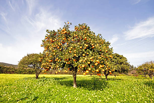 Orange tree full of oranges in springtime