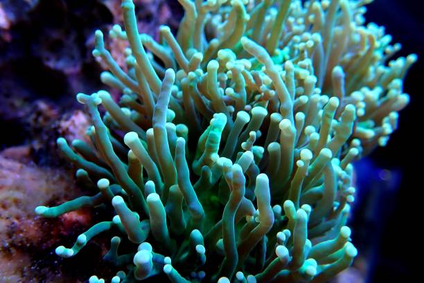 istock Green Toxic Euphyllia Torch LPS Coral - Euphyllia Grabrescens 1203440236