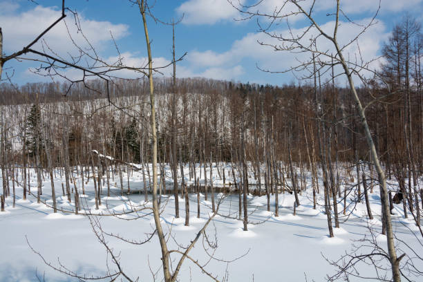 istock Early spring lake with melting snow in Biei 1203440256