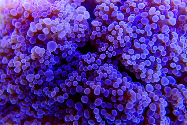 corail purple grape euphyllia lps - euphyllia divisa - magnified image photos et images de collection