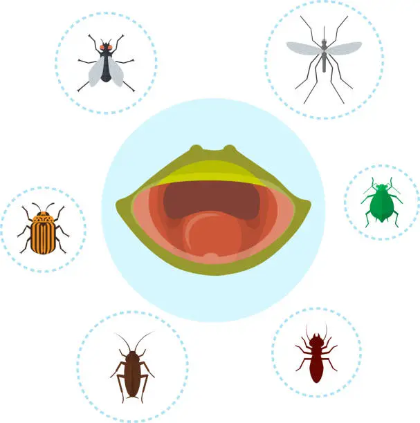 Vector illustration of Frog food and nutrition of crocket, moscito, fly and bugs vector illustration. Biology, frogs food chain. Bufo, european tod or froggy mouth.