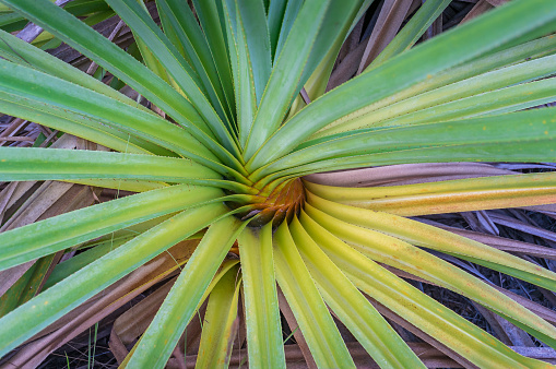 Close up of pandan or pandanus plant with spiral leaves base texture. Screw pine or palm nature background