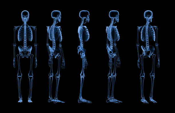 набор рентгеновского скелета человека - human skeleton people human spine human bone стоковые фото и изображения