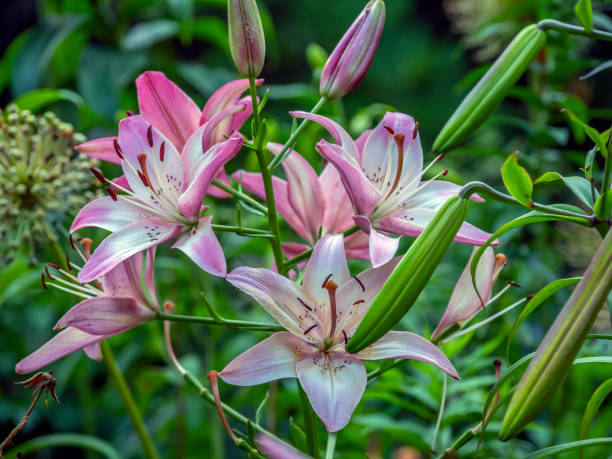 istock oriental Daylily in park 1203446589