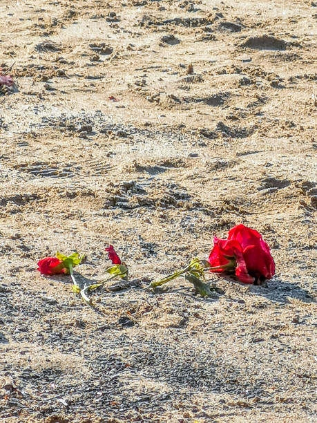 istock Two red roses lying in the sand of a beach 1203448493