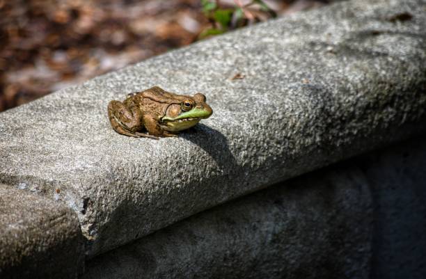 istock Frog sitting in the sun 1203450490