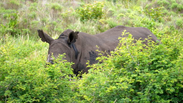 istock Rhino in the bush 1203453360
