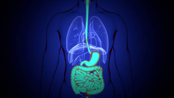istock 3D Illustration of Human Digestive System Anatomy 1203455529