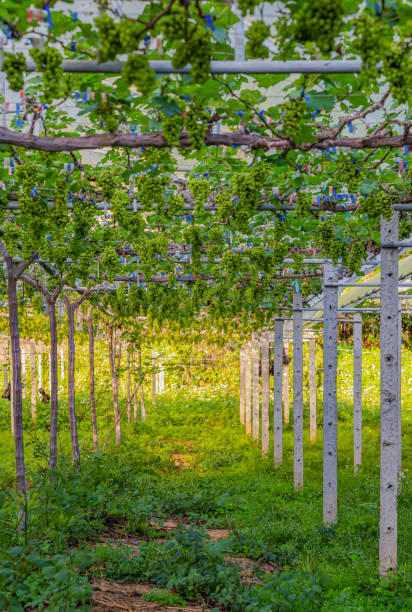 istock Green grapes in a small farm 1203455733