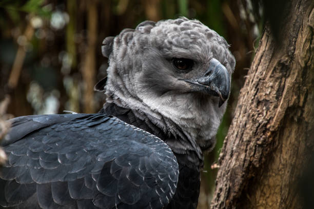 American harpy eagle American harpy eagle close up harpy eagle stock pictures, royalty-free photos & images