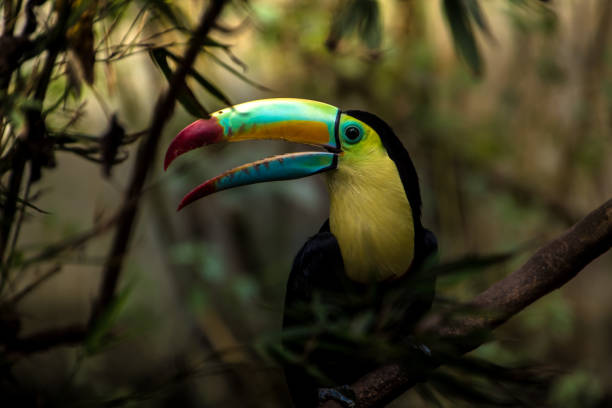 istock Close up of a keel-billed toucan (Ramphastos sulfuratus) 1203455890
