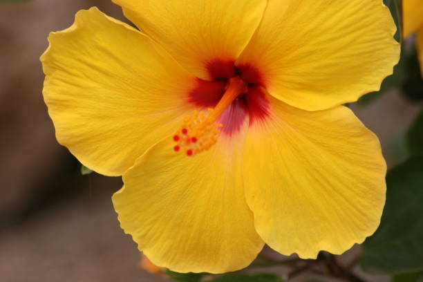 istock Beautiful and colorful beautiful flowers 1203455930