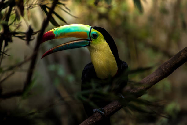 Close up of a keel-billed toucan (Ramphastos sulfuratus), great details
