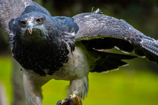 istock Close up portrait of a Black chested buzzard eagle 1203456703