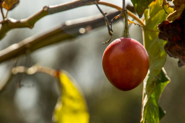 Close-up of tamarillo tree, Fresh fruit is known Tamarillo in the garden