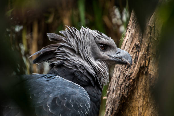 American harpy eagle American harpy eagle close up harpy eagle stock pictures, royalty-free photos & images