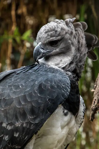 Photo of American harpy eagle