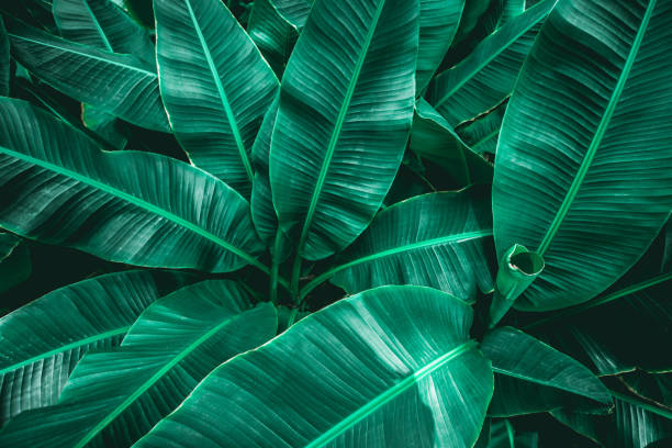 istock tropical banana leaf texture in garden 1203457990