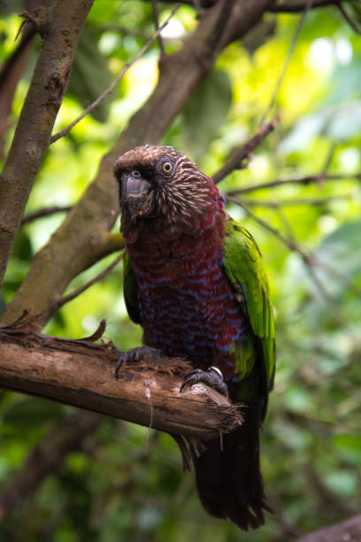 istock Exotic red and green parrot close up 1203458059