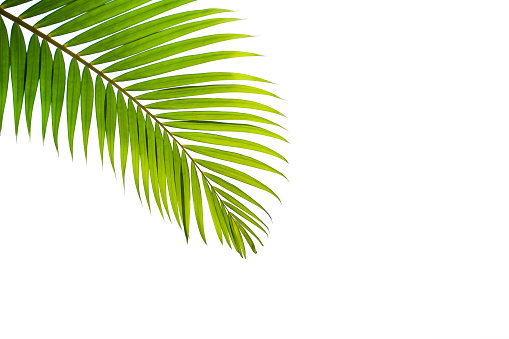 hoja de coco tropical aislada sobre fondo blanco photo
