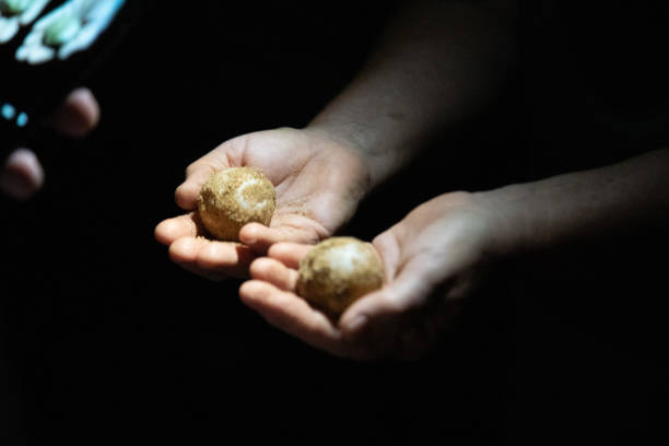 istock 2 turtle eggs on the hand beauty in nature holding 1203459083