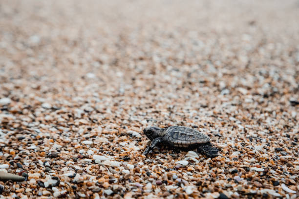 Baby turtle hatching and walking on the beach to ocean new life beauty in nature environment Bundaberg Queensland Australia stock photo