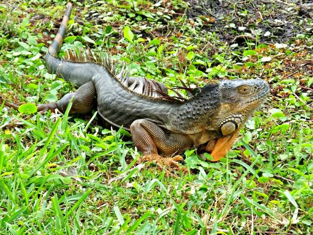 istock Green Iguana (Iguana iguana) - with dark body resting in the Florida grass 1203466292