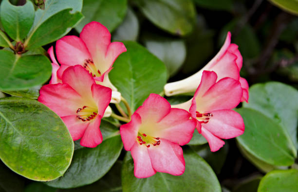 istock Vibrant Flower Blossom 1203466387
