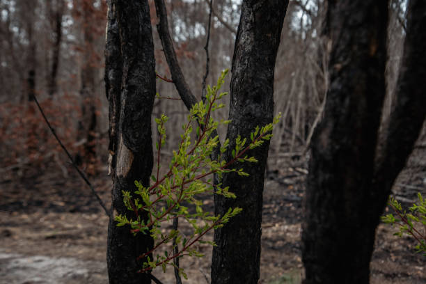 istock after bushfire trees burnt out in the forest Australia disaster global warming 1203466464