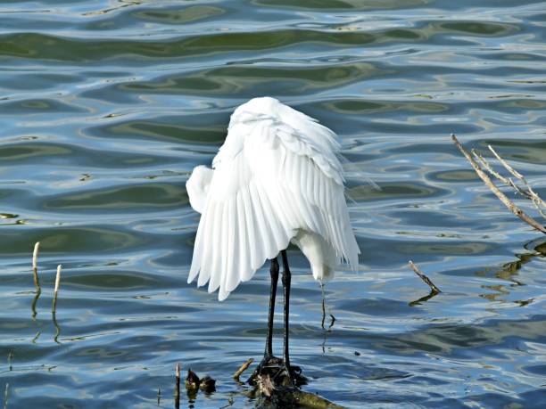 istock Great Egret (Ardea alba) - preening its feathers in a Florida lake 1203466550