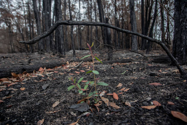 istock after bushfire trees burnt out in the forest Australia disaster global warming 1203467205